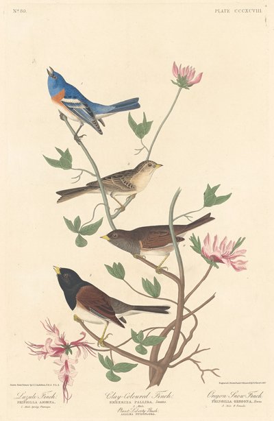 Lazuli-vink, kleikleurige vink en Oregon-sneeuwvink door Robert Havell