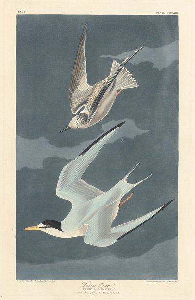 Dwergstern, 1836 door Robert Havell
