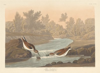 Kleine Strandloper, 1836 door Robert Havell