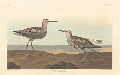 Langpootstrandloper door Robert Havell