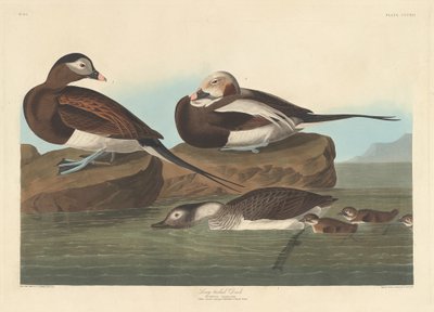 Langstaart eend, 1836 door Robert Havell