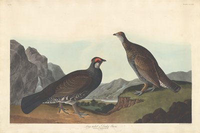 Langstaart of Donkere Korhoen, 1837 door Robert Havell