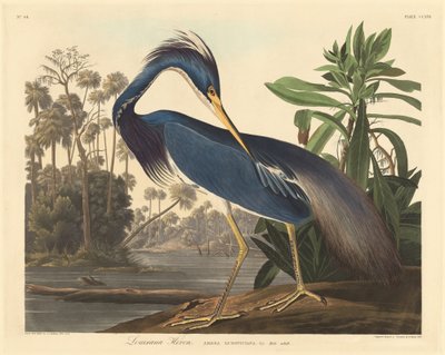 Louisiana-reiger, 1834 door Robert Havell