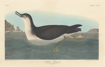 Manks Pijlstormvogel, 1836 door Robert Havell