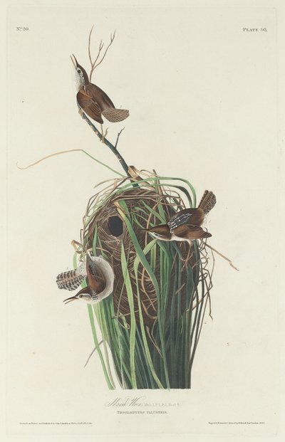 Moeraswinterkoning, 1830 door Robert Havell