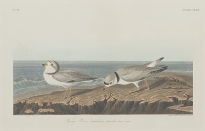 Piping Plover, 1834 door Robert Havell