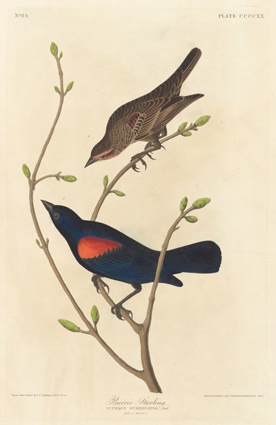 Prairie spreeuw (1838) door Robert Havell