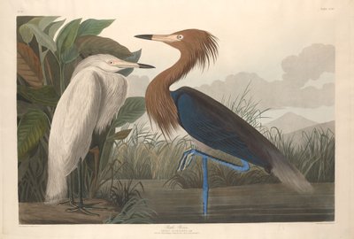 Purperreiger door Robert Havell