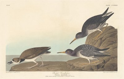 Paarse strandloper, 1835 door Robert Havell