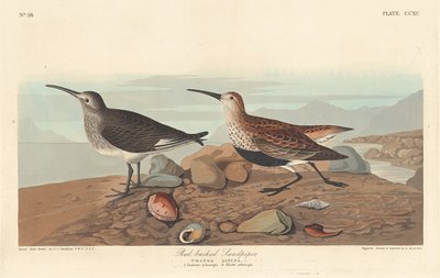 Roodrugstrandloper, 1836 door Robert Havell