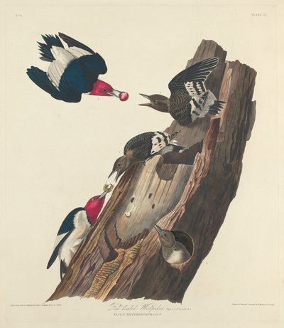 Roodkop Specht, 1828 door Robert Havell