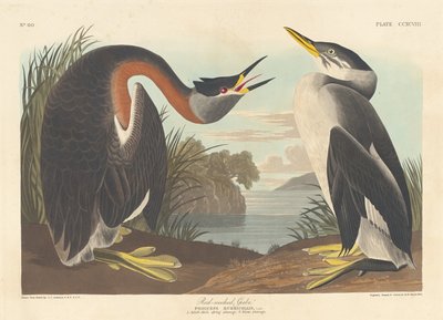 Roodhalsfuut, 1836 door Robert Havell