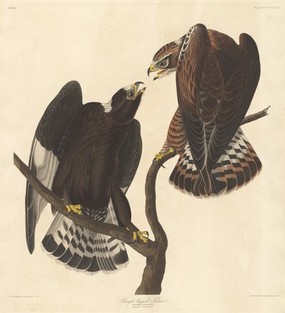 Ruigpootbuizerd, 1838 door Robert Havell
