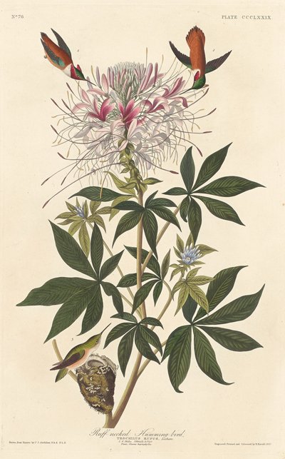 Ruff-necked kolibrie door Robert Havell