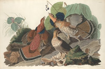 Ruffed Grouse, 1828 door Robert Havell