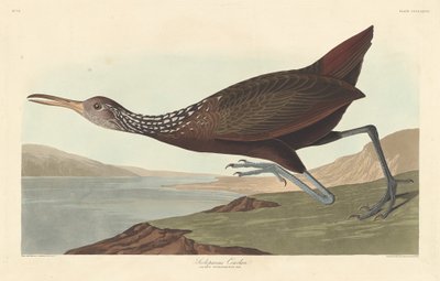 Scolopaceus Courlan, 1837 door Robert Havell
