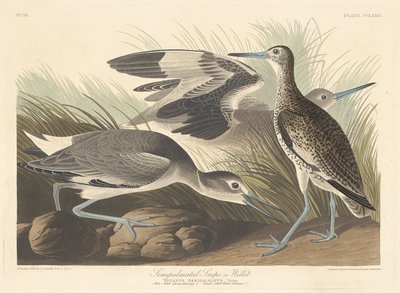 Halfgeplamde Snip of Willet door Robert Havell