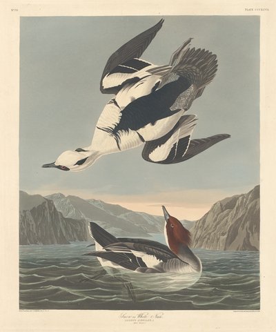 Nonnetje, 1836 door Robert Havell