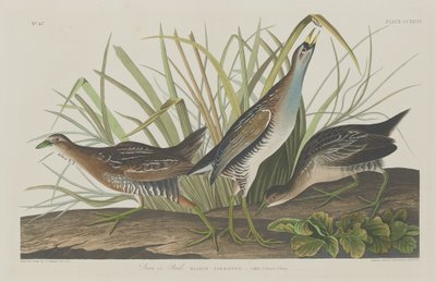 Sora of Ral, 1834 door Robert Havell