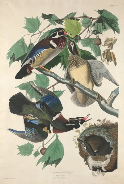 Zomer of Hout Eend door Robert Havell