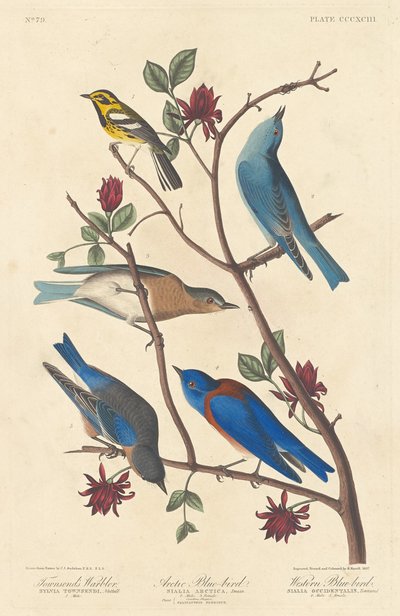 Townsend