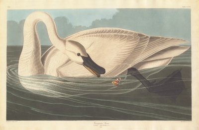 Trompetzwaan, 1838 door Robert Havell