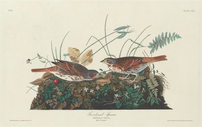 Tweekleurige mus, 1831 door Robert Havell