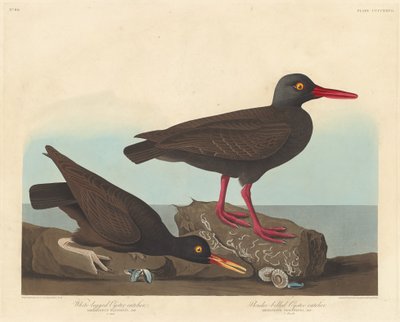 Witpoot-scholekster en slankbek-scholekster, 1838 door Robert Havell