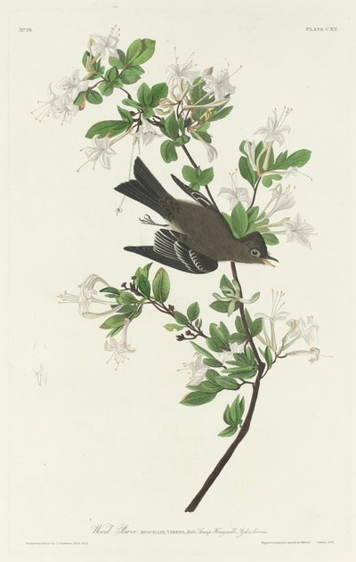Hout Pewee, 1831 door Robert Havell