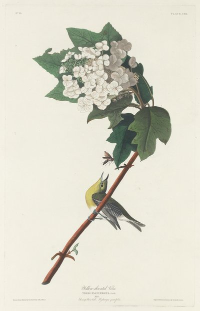 Geelkeelvireo, 1831 door Robert Havell