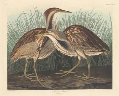 Amerikaanse Roerdomp door Robert Havell after John James Audubon