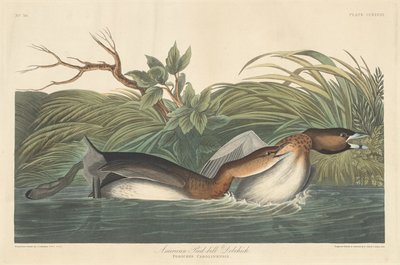 Amerikaanse Pied-Bill Dobchick door Robert Havell after John James Audubon