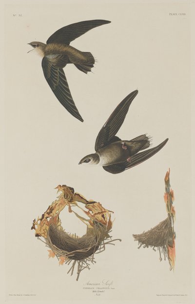Amerikaanse Gierzwaluw door Robert Havell after John James Audubon