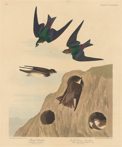 Oeverzwaluw en Violette Groene Zwaluw door Robert Havell after John James Audubon