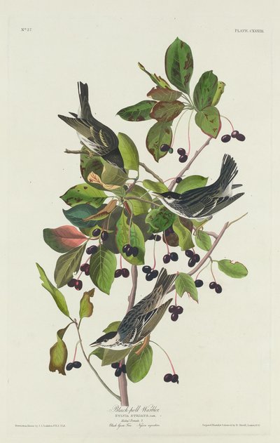 Zwartpoelzanger door Robert Havell after John James Audubon