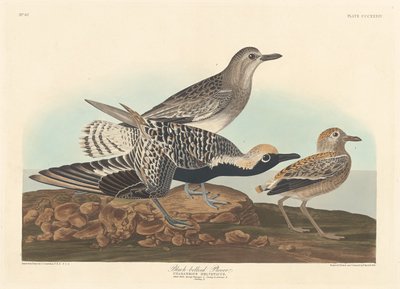 Zwartbuikplevier door Robert Havell after John James Audubon