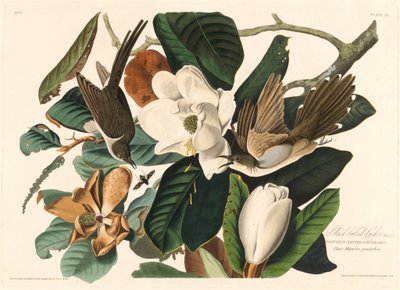 Zwartbekkoekoek door Robert Havell after John James Audubon