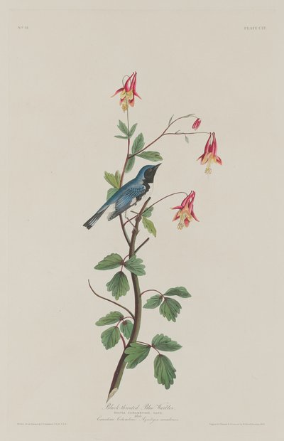 Zwartkeelblauwe zanger door Robert Havell after John James Audubon