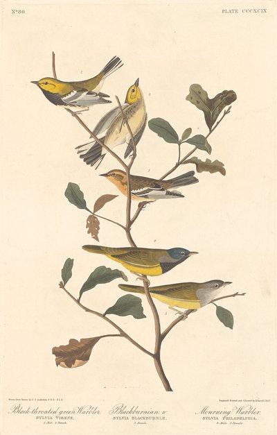 Groenwangzanger, Blackburnian Zanger en Rouwzanger door Robert Havell after John James Audubon