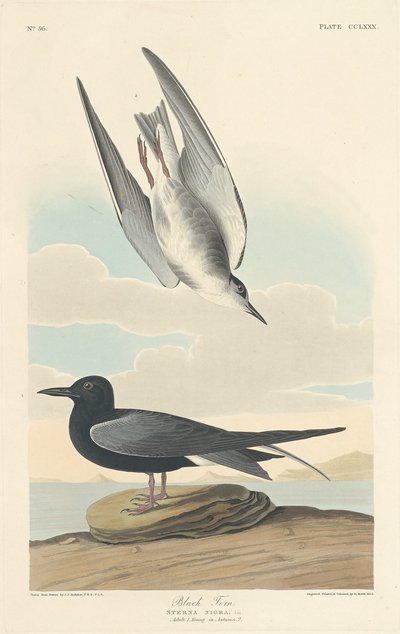 Zwarte stern door Robert Havell after John James Audubon