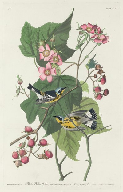 Zwart-gele zanger door Robert Havell after John James Audubon