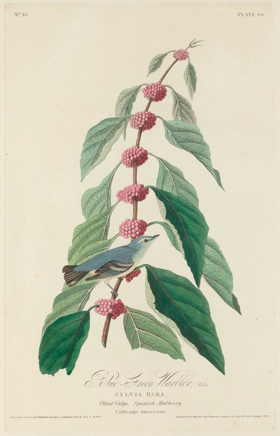 Blauw-groene Zanger door Robert Havell after John James Audubon