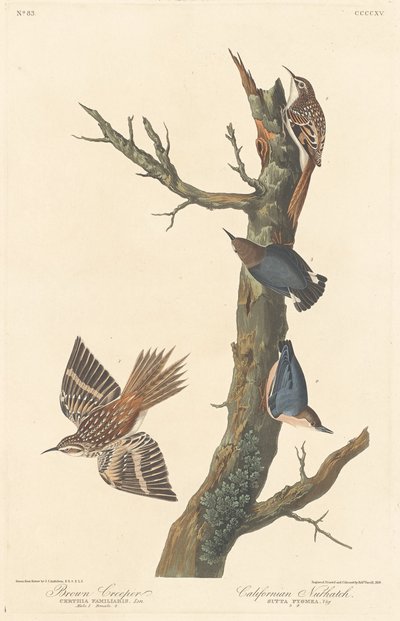 Bruine Boomkruiper en Californische Boomklever door Robert Havell after John James Audubon
