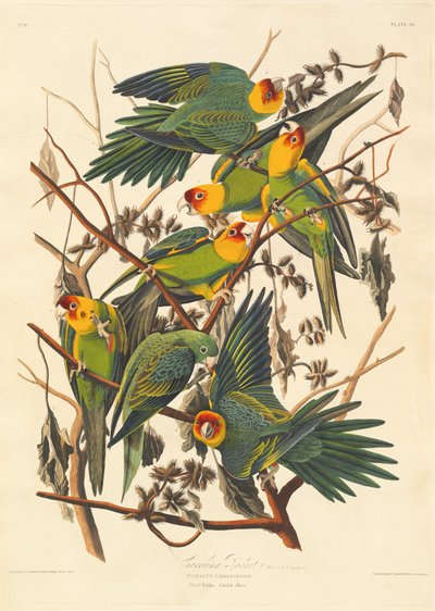 Carolina Parkiet door Robert Havell after John James Audubon