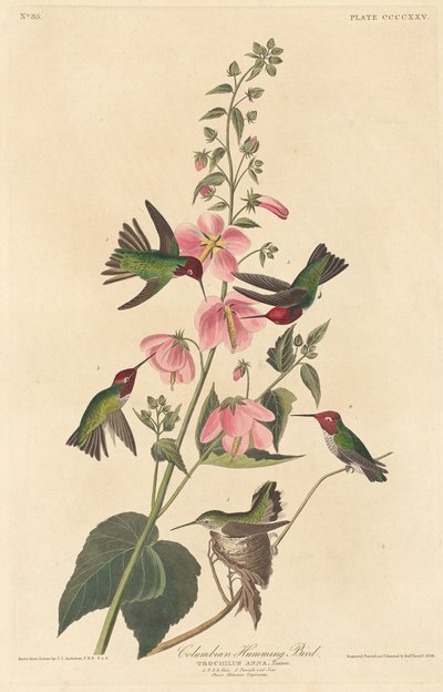 Columbiaanse Kolibrie door Robert Havell after John James Audubon