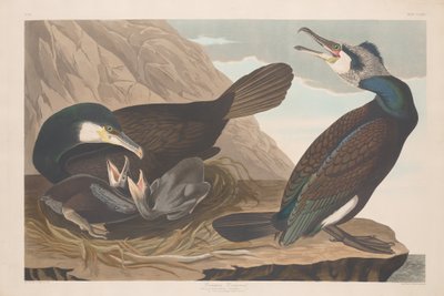 Aalscholver door Robert Havell after John James Audubon