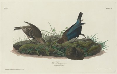Koevink door Robert Havell after John James Audubon