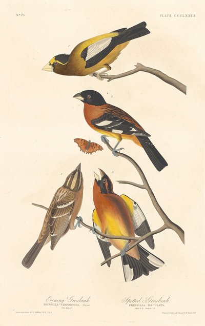 Avondgrosbeak en Gevlekte Grosbeak door Robert Havell after John James Audubon
