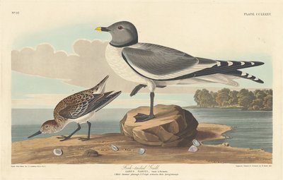 Vorkstaartmeeuw door Robert Havell after John James Audubon