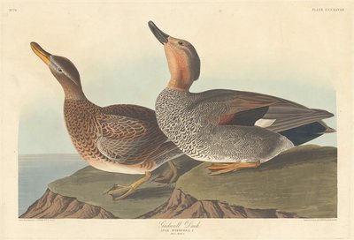 Krakeend door Robert Havell after John James Audubon